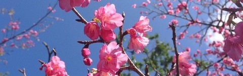 緋寒桜 (ひかんざくら)